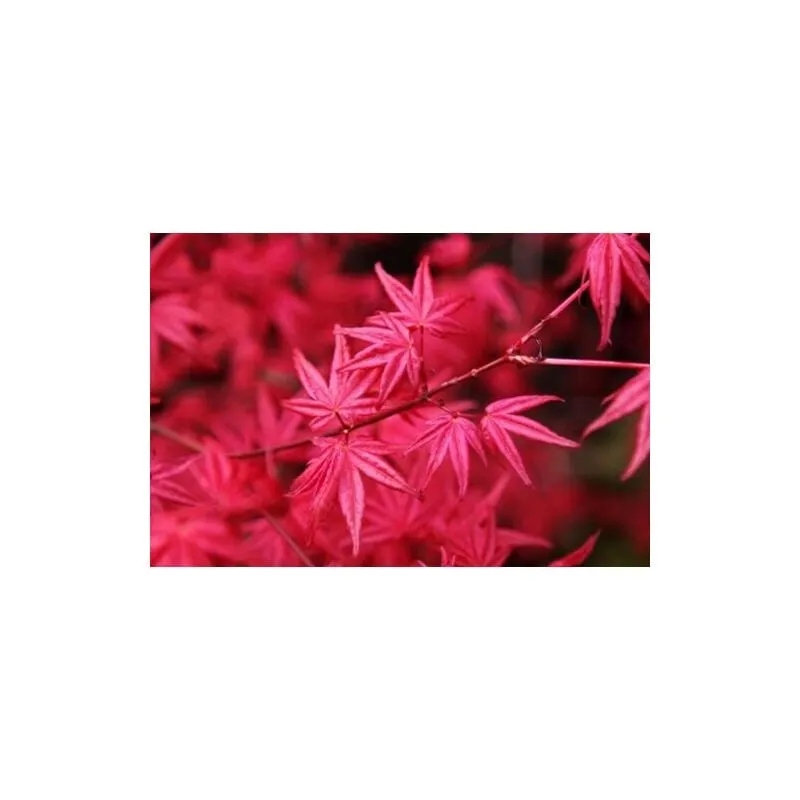 Acero Rosso Giapponese "Acer Palmatum Heart Fire" pianta in vaso 18 cm