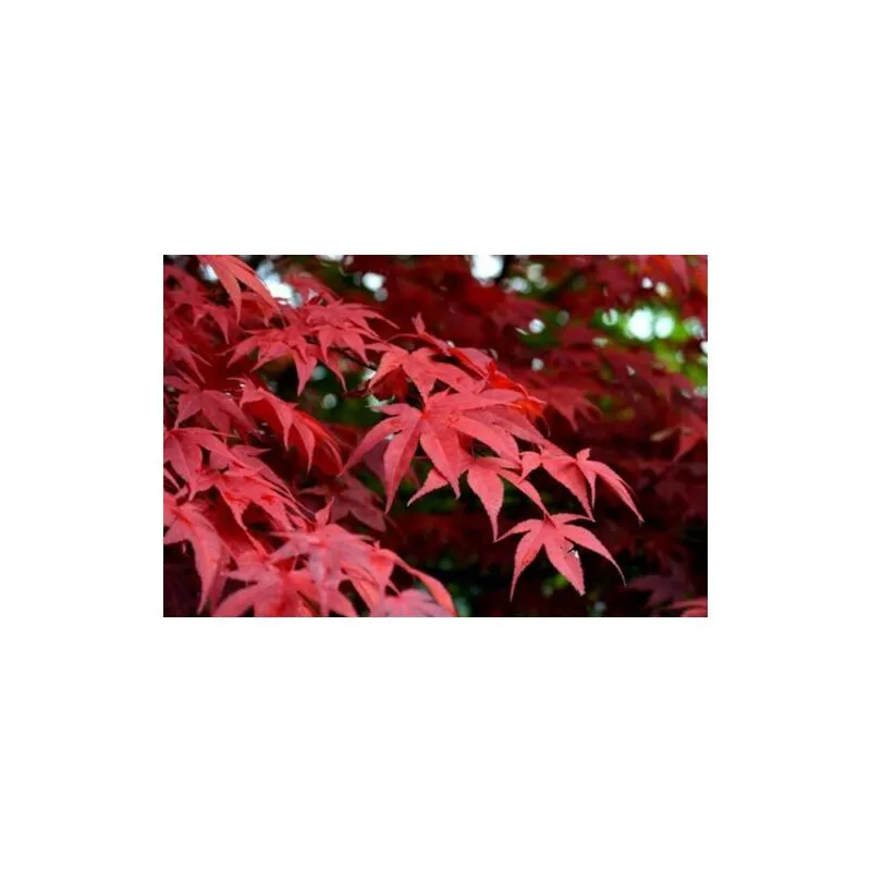 Acero Rosso Giapponese "Acer Palmatum Red Flash" pianta in vaso 18 cm