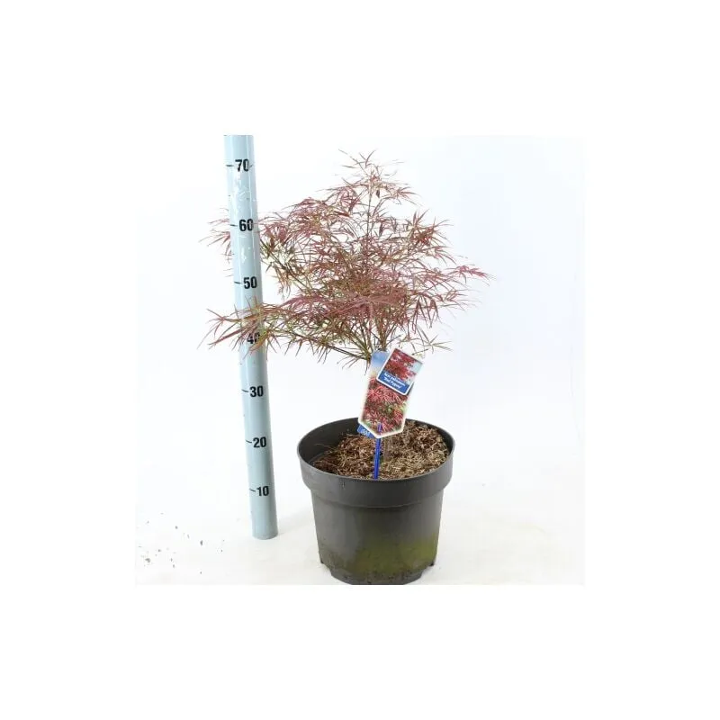 Vivaio Di Castelletto - Acero Rosso Giapponese 'Acer Palmatum Red Pygmy' pianta in vaso 30 cm foto reale