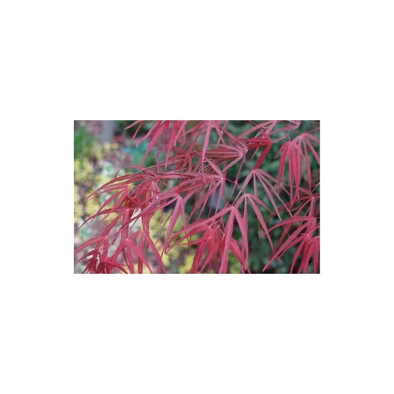 Acero rosso giapponese 'Acer palmatum Red Pygmy' pianta in vaso 26 cm h. 120 cm cfr. tronco 10/12 cm