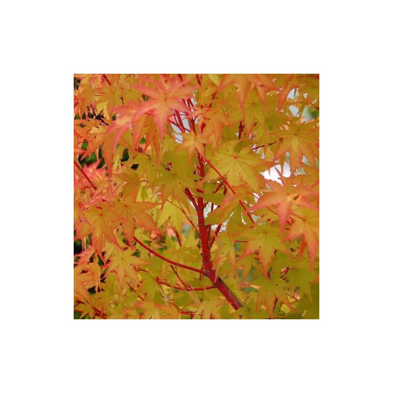 Acero rosso giapponese 'Acer palmatum Sango Kaku' pianta in vaso 20 h 90/110 cm
