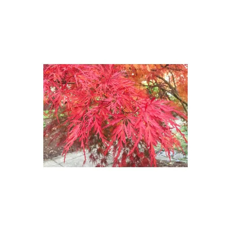 Acero rosso giapponese 'Acer palmatum Seiryu' pianta in vaso 11 cm