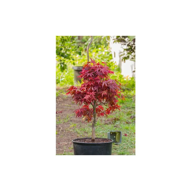 Acero rosso giapponese 'Acer palmatum Shaina' pianta in vaso 20 cm
