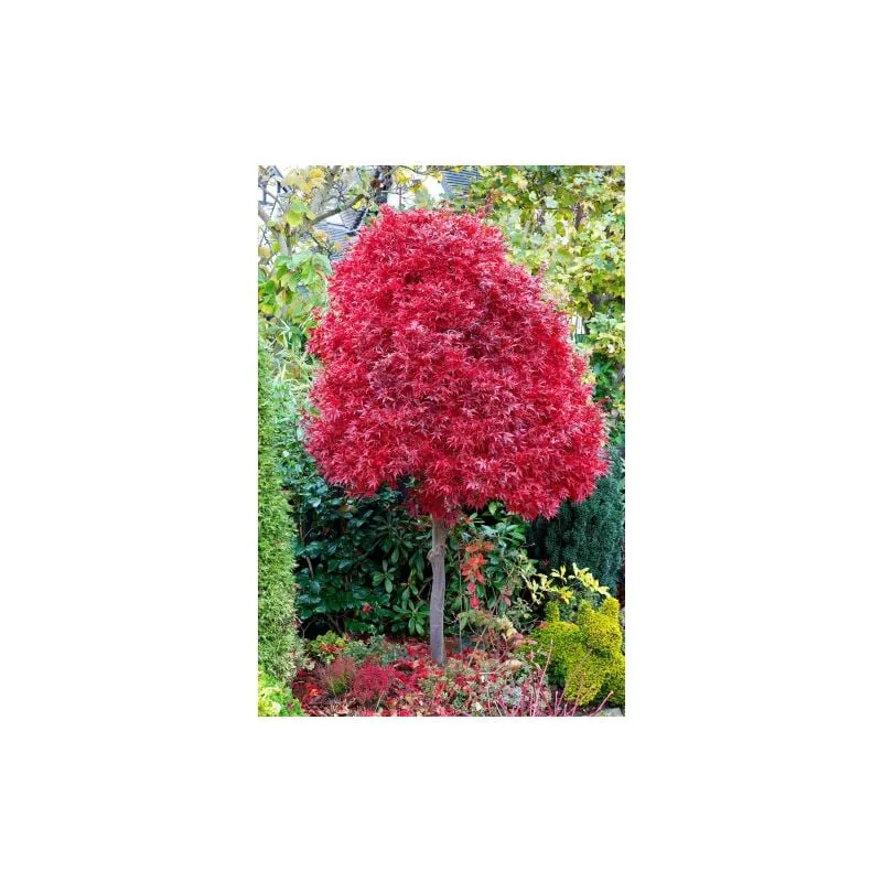 Acero rosso giapponese 'Acer palmatum Skeeter's Broom' pianta in vaso 19 cm h 150 cm circa