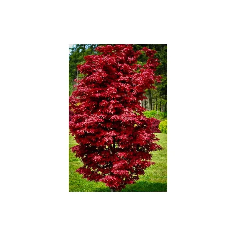 Acero rosso giapponese 'Acer palmatum Twombly's Red Sentinel' pianta in vaso 20 cm