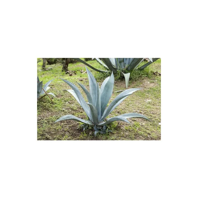 Vivaio Di Castelletto - Agave blu 'Agave americana' pianta grassa succulenta in vaso 9 cm