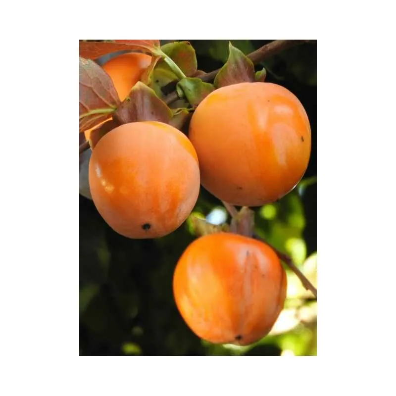 Passione Piante - Alberi da frutto Caco tipo pianta da frutta Cachi Tipo kako kaki albero