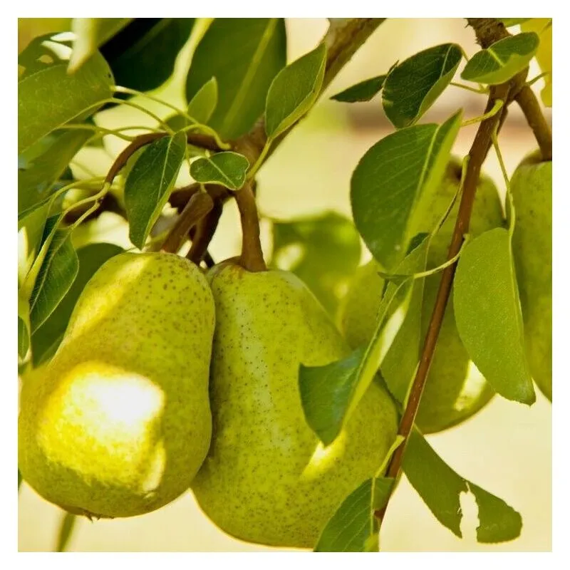 Passione Piante - Alberi da frutto Pero Pera Albero da Frutta diverse varieta' da scegliere - Varietà: Ambrosina