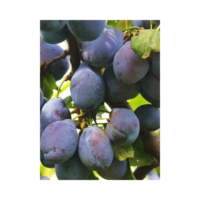 Alberi da frutto Pianta Frutto Susino Susina Albero da Frutta DIVERSE VARIETA' - Varietà: Autun gian
