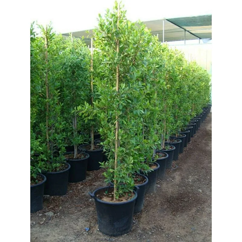 Pianteweb - Albero Ficus Nitida