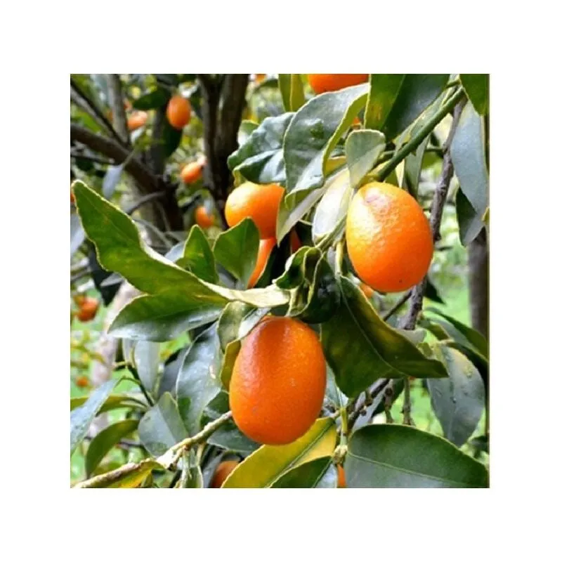 Albero Kumquat