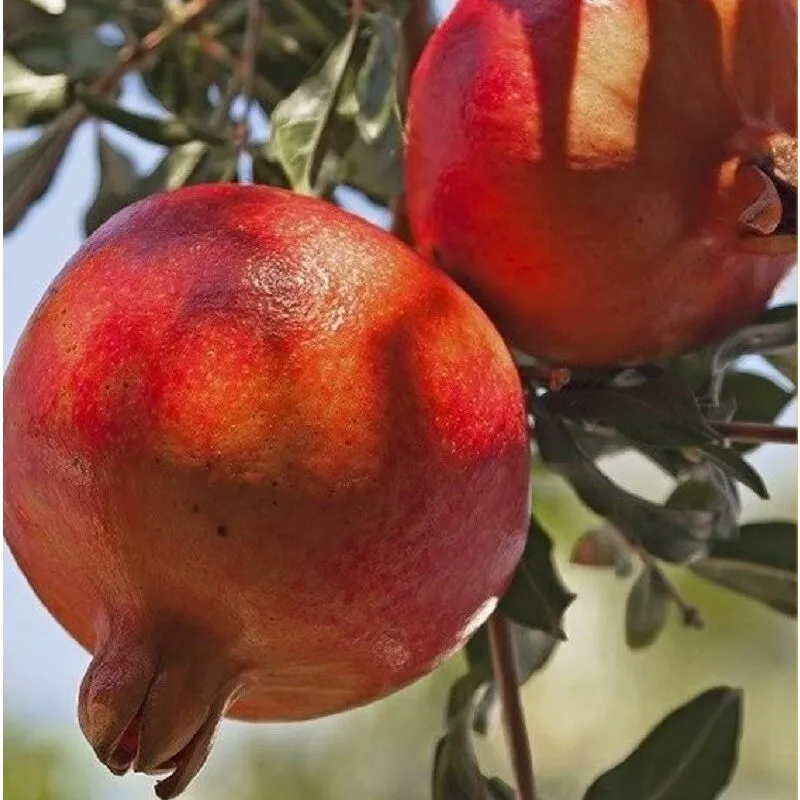 Pianteweb - Albero Melograno Mollar Elche