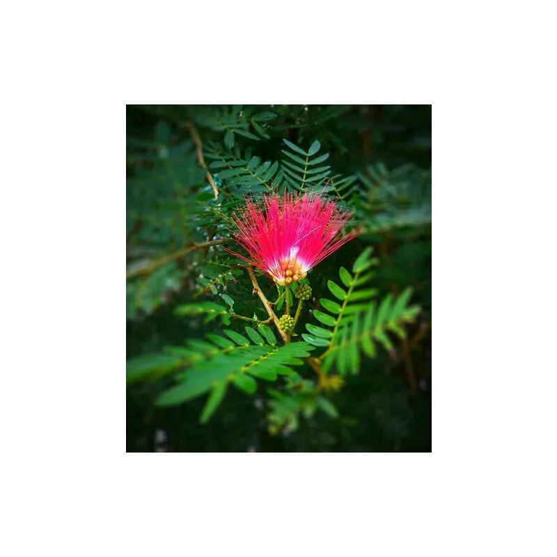 Albizia julibrissin mimosa 'Acacia di Costantinopoli' pianta in vaso biodegradabile 8 cm