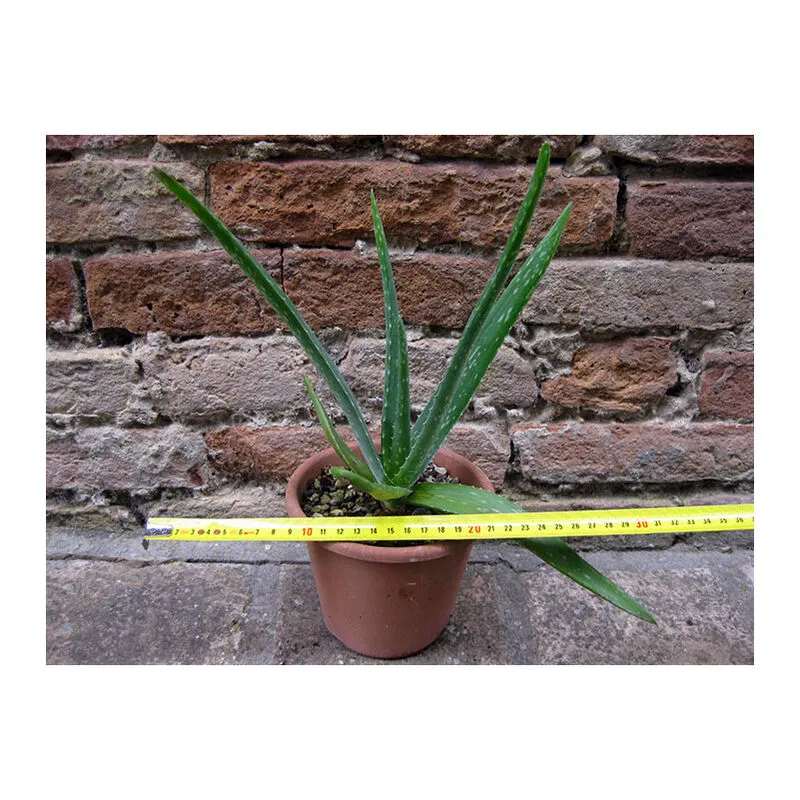 Aloe vera 30 cm, cactus, pianta grassa