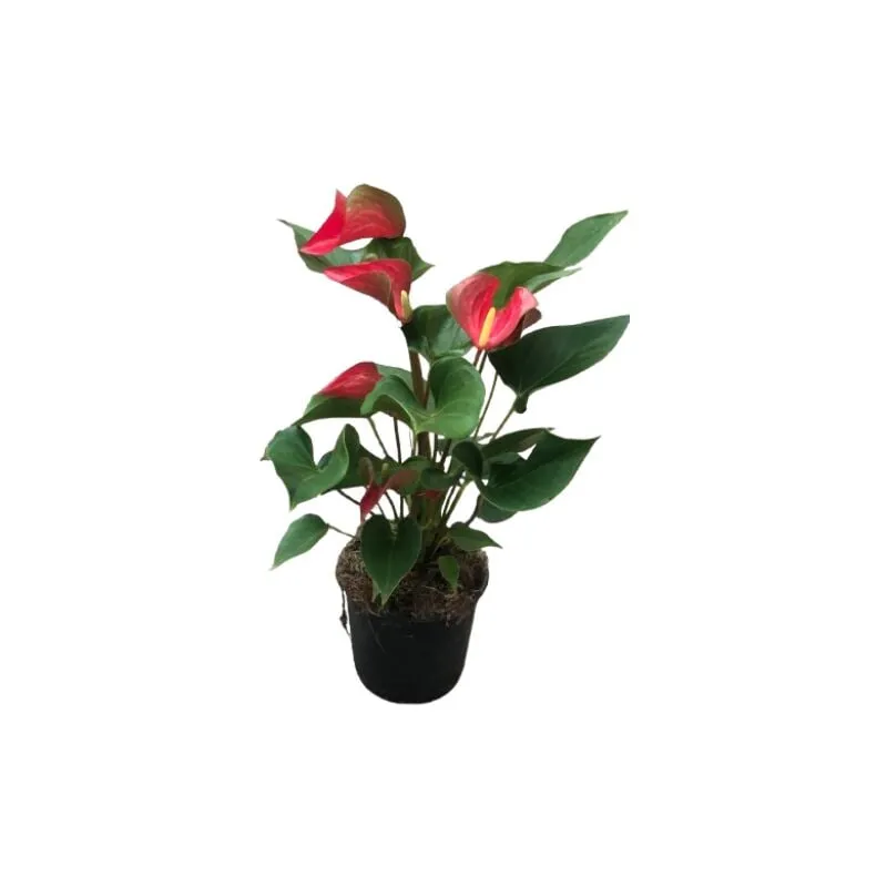 Mediterraneo Garden - Anthurium