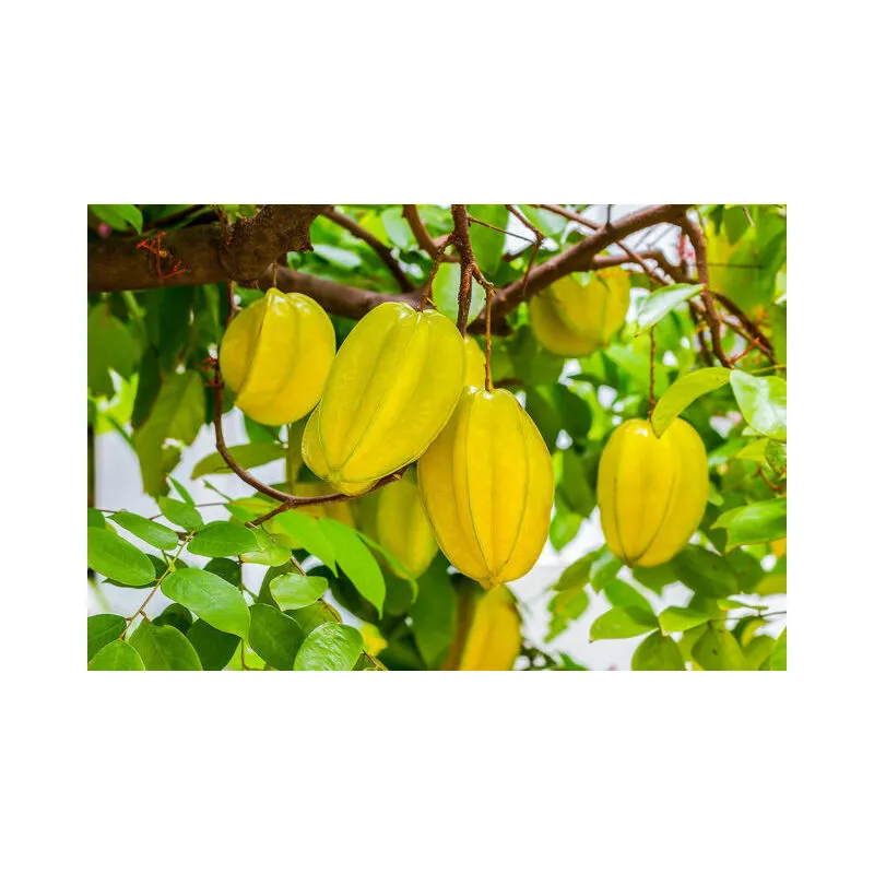 Vivaio Garden Forest - Averrhoa Carambola innestata