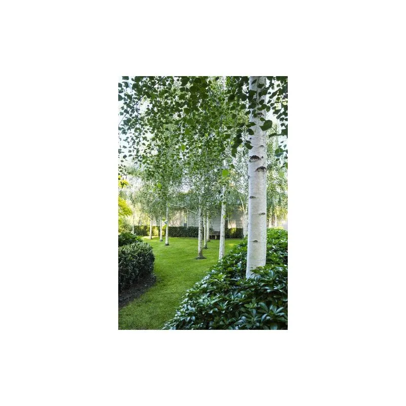 Betulla bianca alba 'Betula pendula' 3 piante in vaso 2 litri h. 2 metri circa