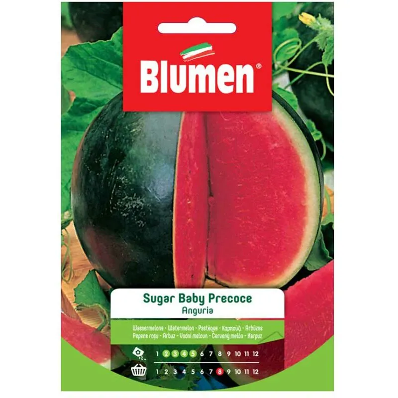 Semi di anguria sugar baby precoce - Blumen