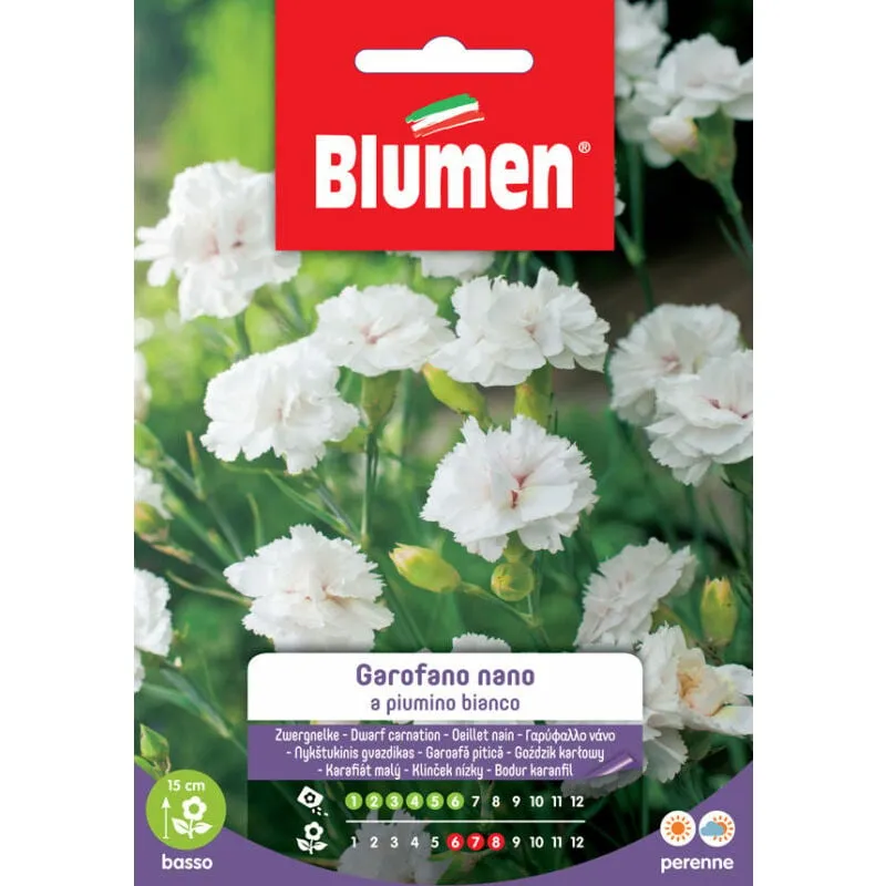 Blumen - semi garofano piumino nano bianco