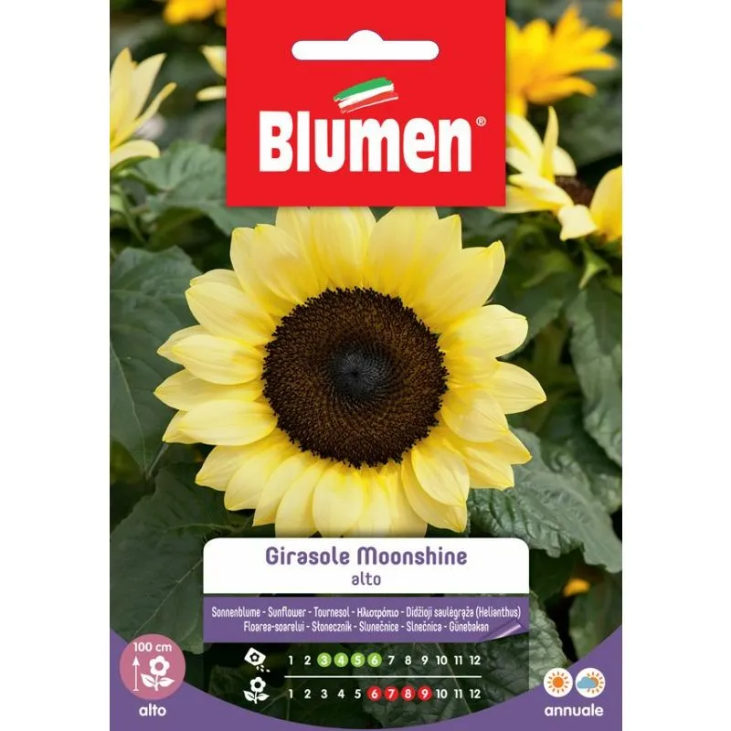 Blumen - semi semi girasole moonshine