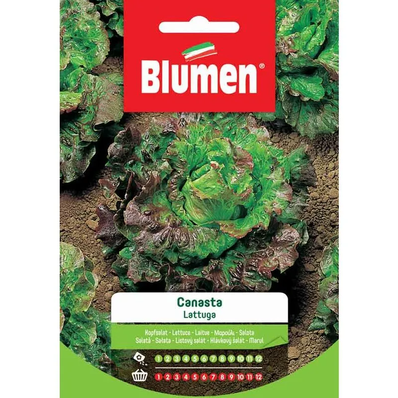 Blumen - Semi di Lattuga Canasta