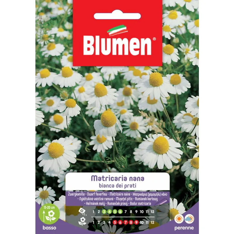 Matricaria nana bianca dei prati Blumen sementi orto