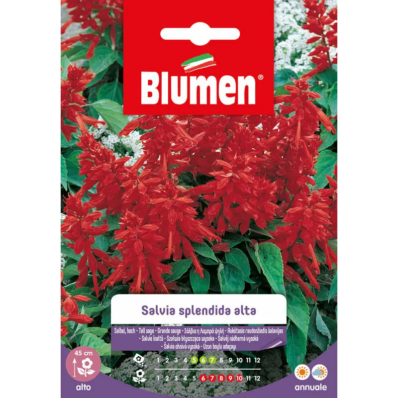 Blumen - semi di salvia splendida alta