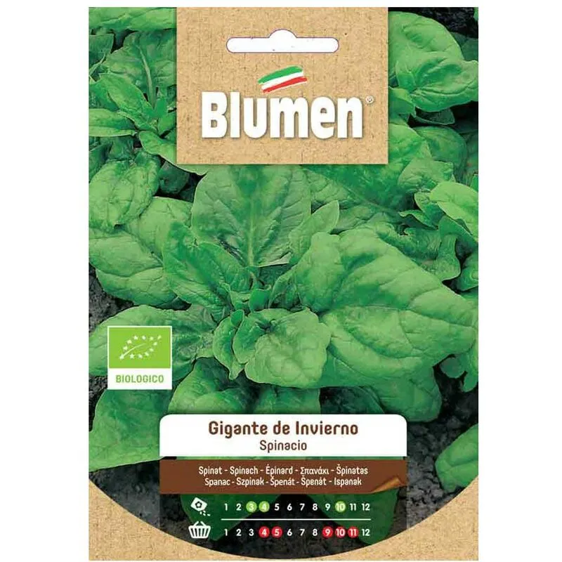 Blumen - semi spinacio liscio gigante de invierno