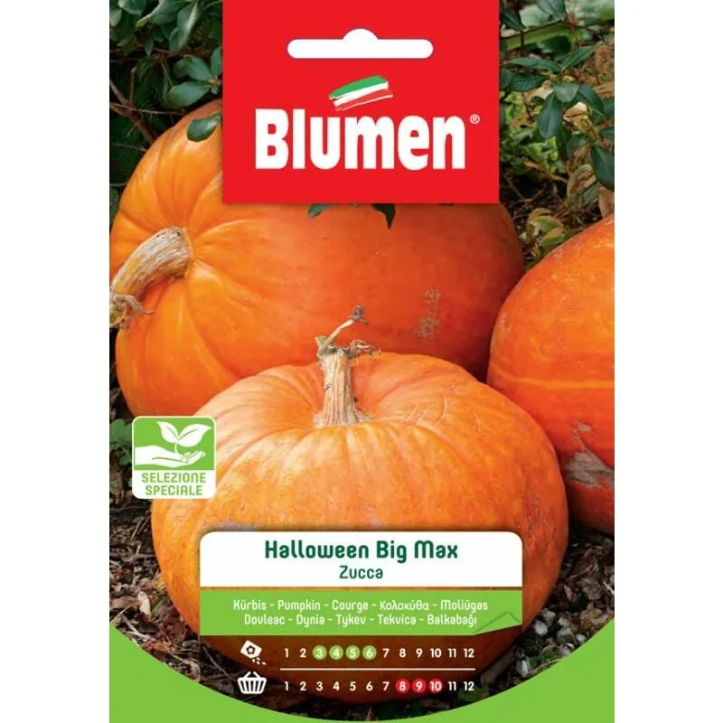 Semi zucca halloween big max - Blumen