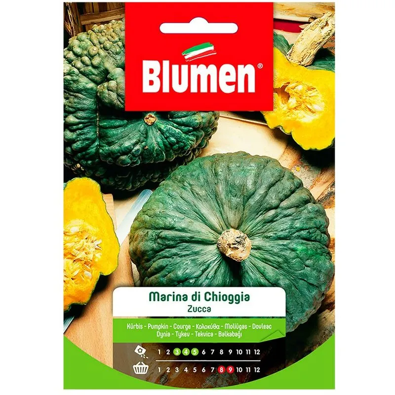 Blumen - Semi di zucca marina di chioggia