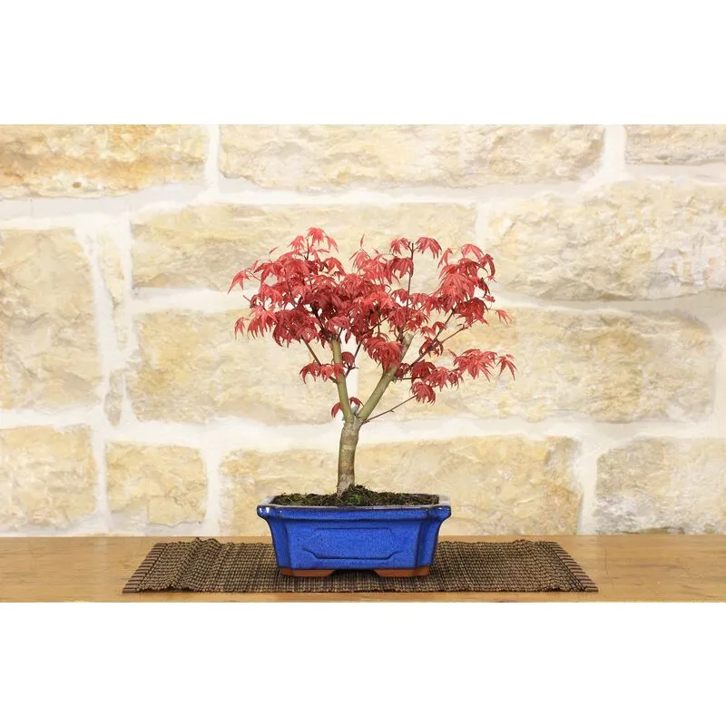 Bonsai di Acero Palmato Deshojo giapponese in vaso 18 cm