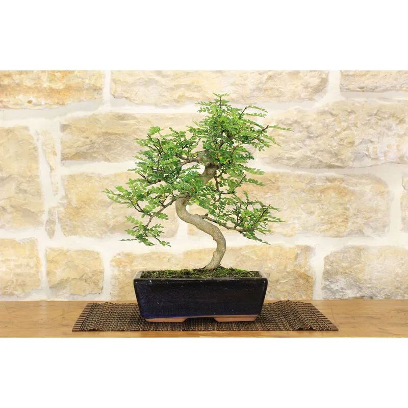 Bonsai di Pepper vaso cm. 25