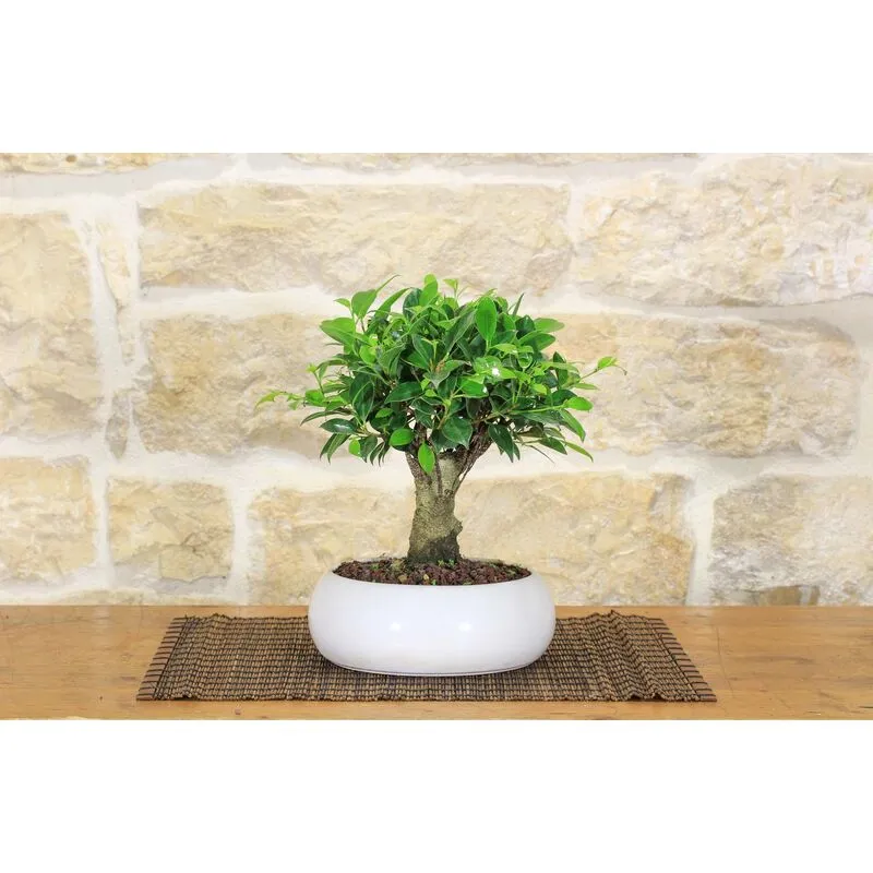 Bonsai di Ficus Retusa in ciotola bassa