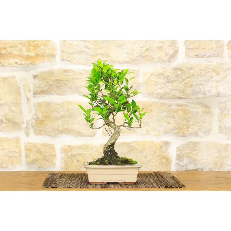 Bonsai di Ficus Retusa vaso cm. 18