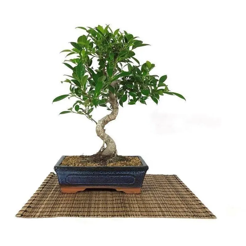 Bonsai di Ficus Retusa vaso cm. 25