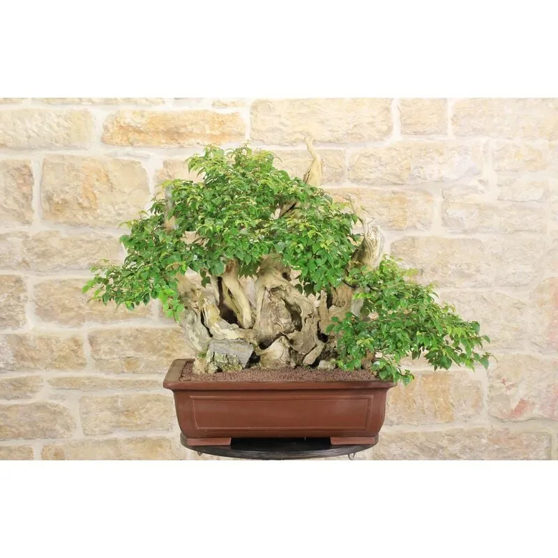 Bonsai di Lagerstroemia selvatica (33)