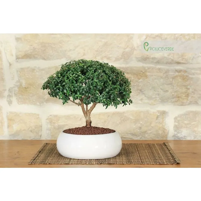 Bonsai di Mirto in ciotola bassa