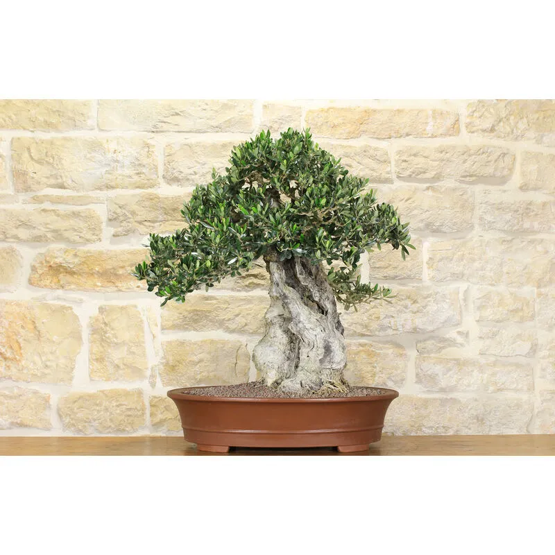 Bonsai di Olivo (143)