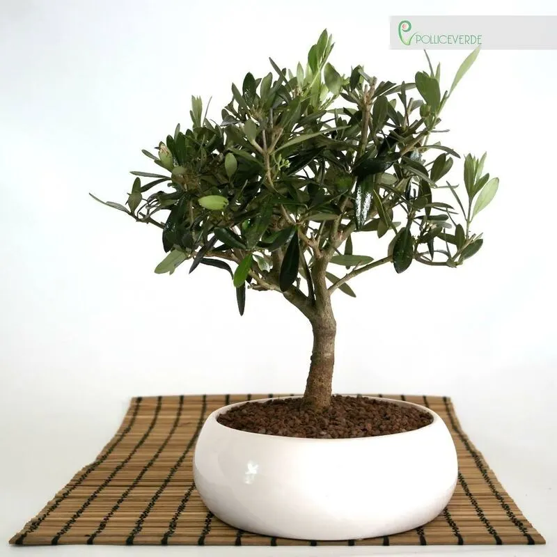 Pollice Verde - Bonsai di Olivo in ciotola bassa