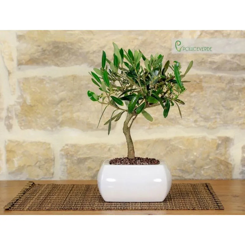 Bonsai di Olivo in vaso quadro bianco