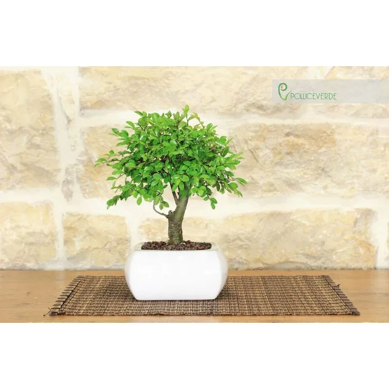 Bonsai di Olmo a palla in vaso quadro bianco cm. 15