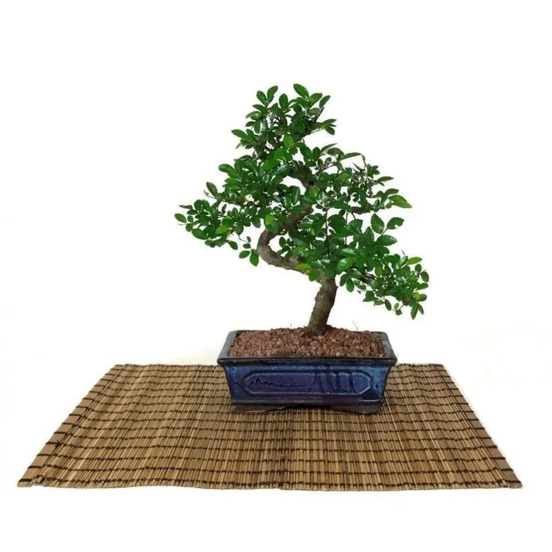 Bonsai di Olmo cinese vaso cm. 18