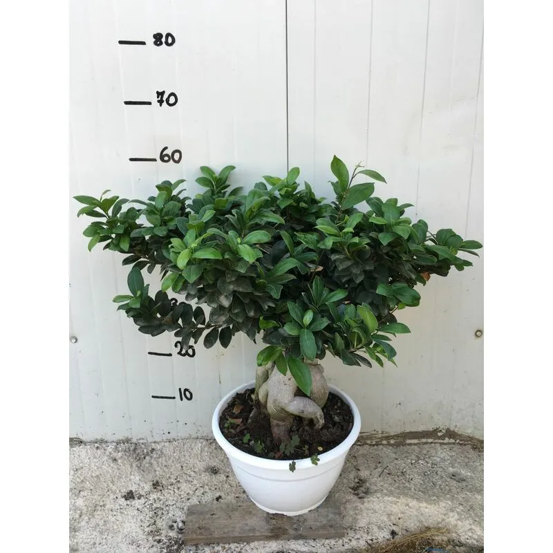 Bonsai Ficus Ginseng vaso 25cm