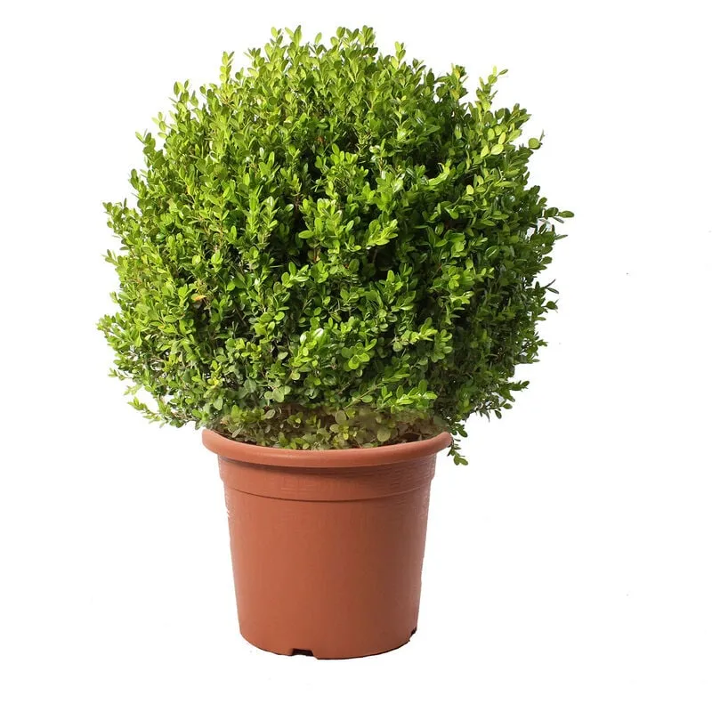 Kentis - Bosso a Sfera - Buxus Microphylla Faulkner - h 60-70 cm Diametro Cespuglio 45-50 cm Vaso ø 30 cm