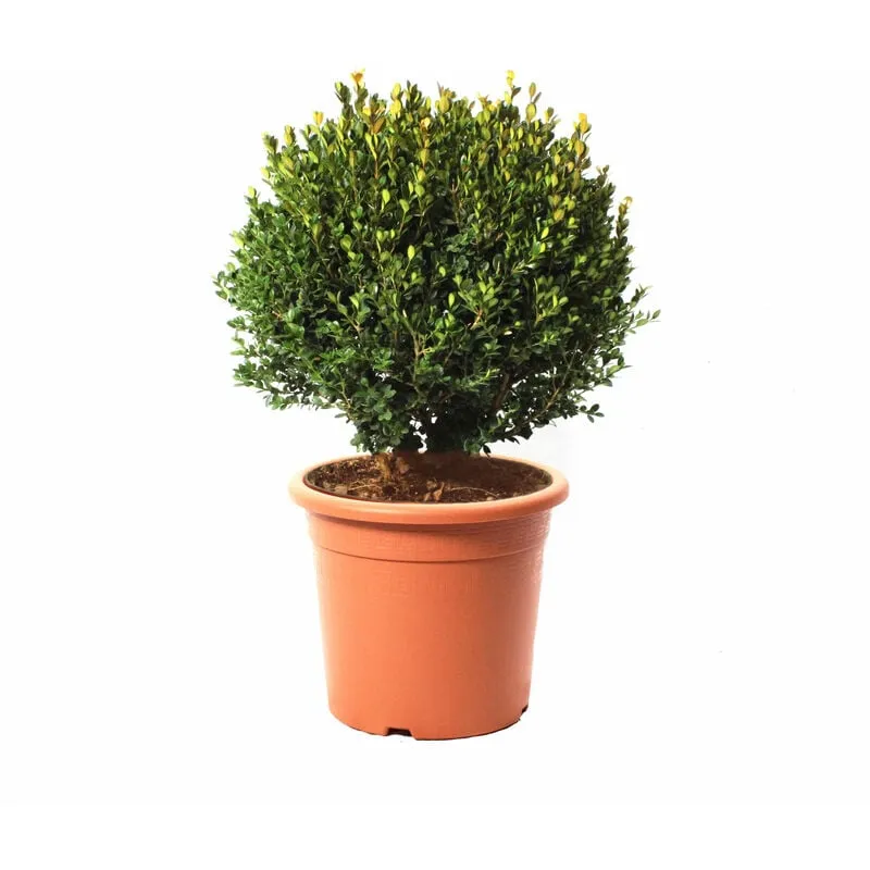 Kentis - Bosso a Sfera - Buxus Microphylla Faulkner - h 40-50 cm Diametro Cespuglio 30-35 cm Vaso ø 24 cm