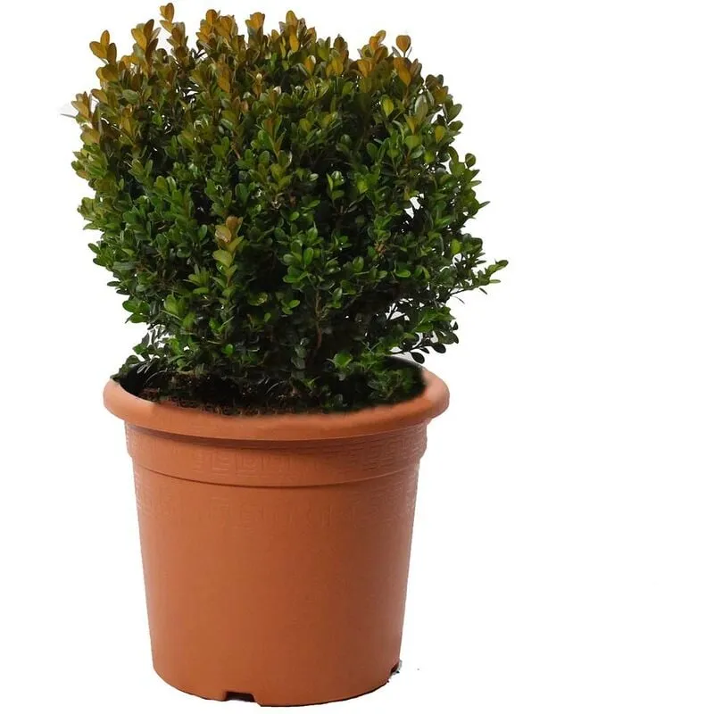 Kentis - Bosso a Sfera - Buxus Microphylla Faulkner - h 30-40 cm Diametro Cespuglio 25-30 cm Vaso ø 22 cm