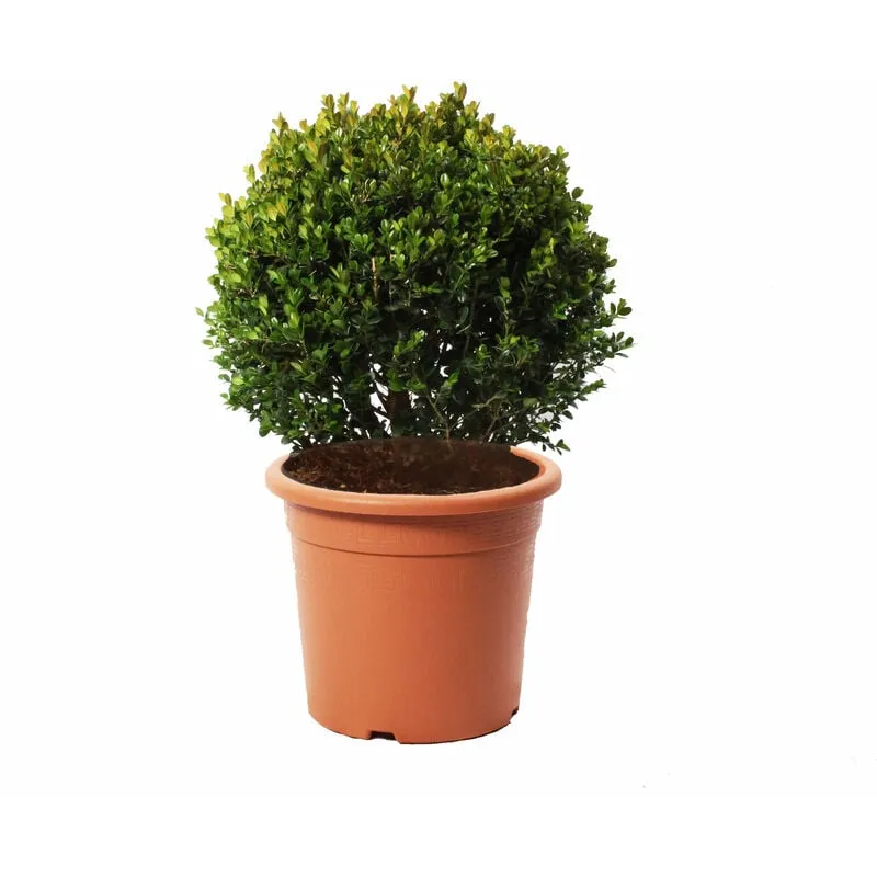 Kentis - Bosso a Sfera - Buxus Microphylla Faulkner - h 50-60 cm Diametro Cespuglio 35-40 cm Vaso ø 26 cm