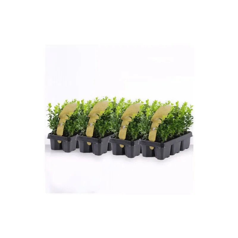 Vivaio Di Castelletto - Bosso 'Buxus microphylla Faulkner' 24 piante da siepe sempreverde in vaso bio 9 cm