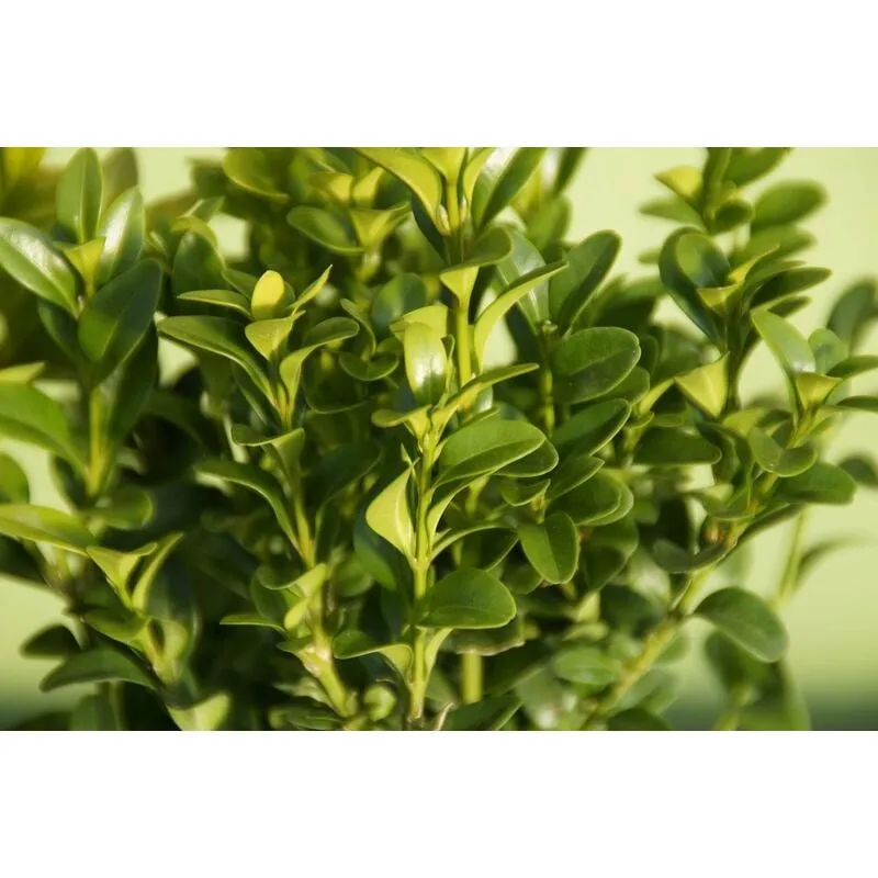 Vivaio Garden Forest - Bosso Buxus sempervirens vaso 15cm h 40 cm