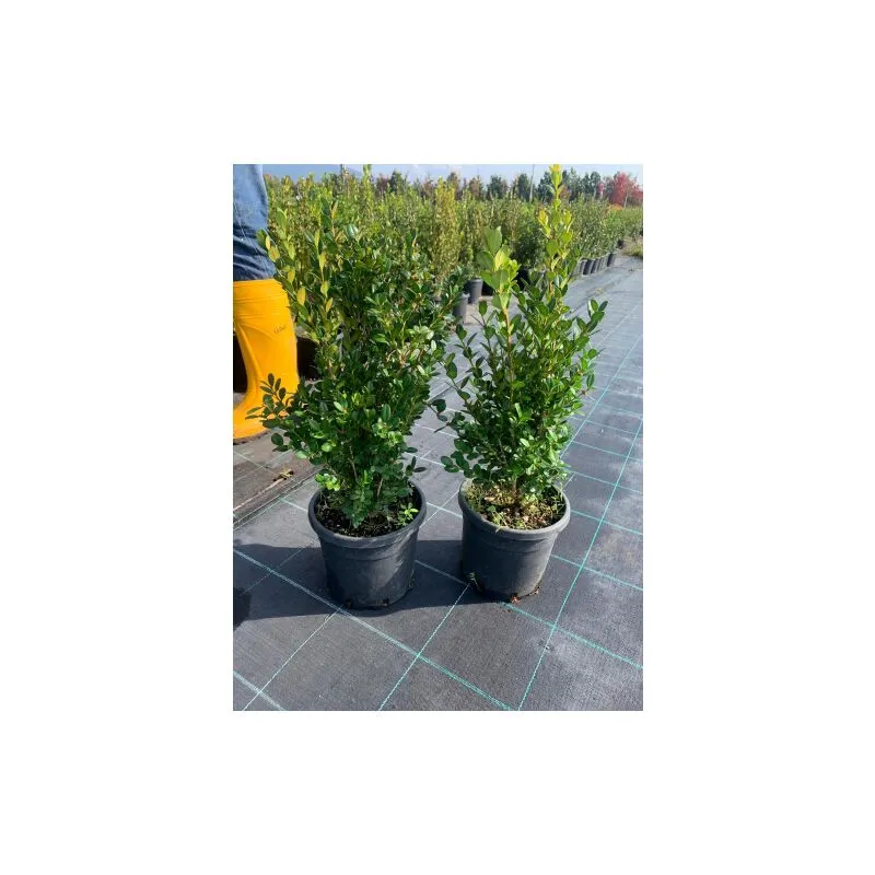 Vivaio Di Castelletto - Bosso comune 'Buxus sempervirens' pianta da siepe sempreverde in vaso 18 cm h. 50/70 cm